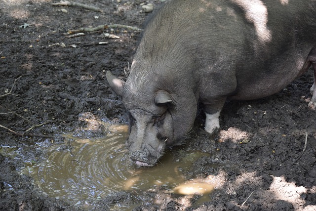 却是一种为 却是一种为